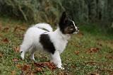 EPAGNEUL PAPILLON 088